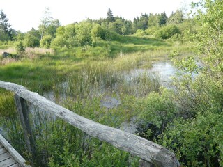 Palsen im Venn-Moor