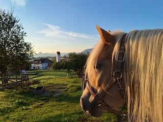 Unsere Haflinger genießen die Aussicht