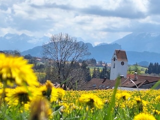 gelbe Wiesen im Frühling