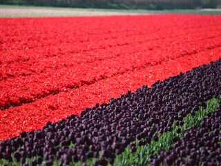 Casa per le vacanze Julianadorp Ambiente 15