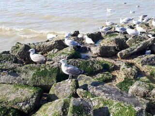 Ferienhaus Koksijde Umgebung 30