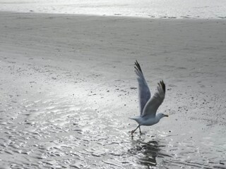 Casa per le vacanze Koksijde Ambiente 33