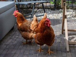 Maison de vacances Koudekerke Enregistrement extérieur 10