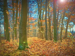 der Herbst ist eingezogen