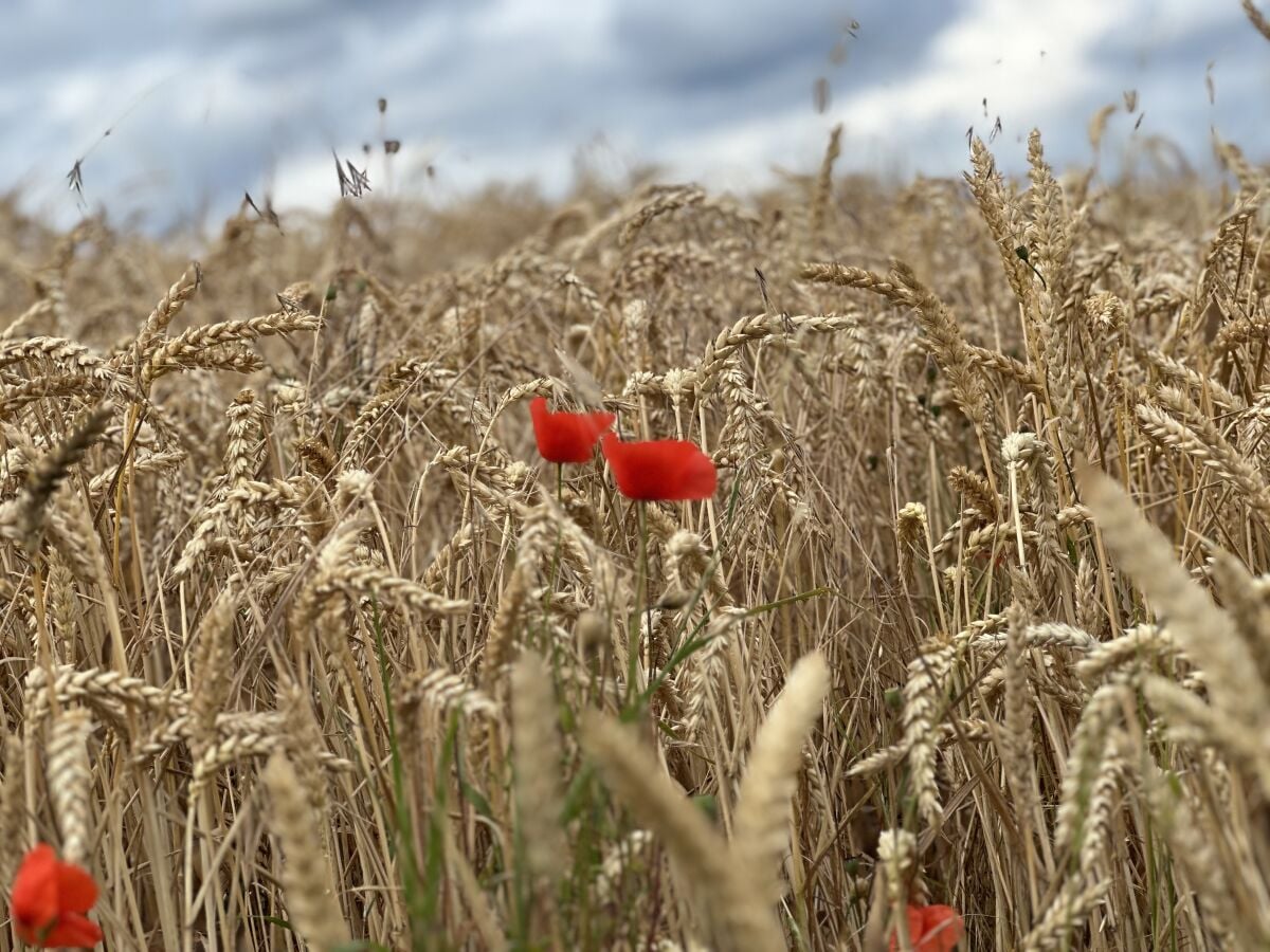 Sommerfeeling