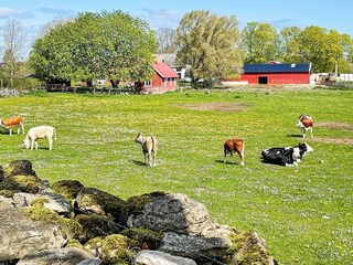 Vakantiehuis Borgholm Buitenaudio-opname 8