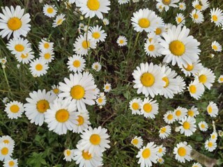 Roulotte Gouvets Ambiente 27