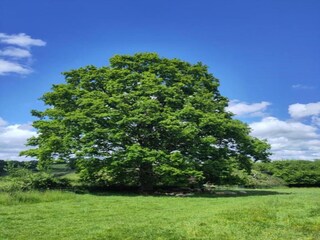 Rulot Gouvets Entorno 31