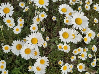 Wohnwagen Gouvets  35