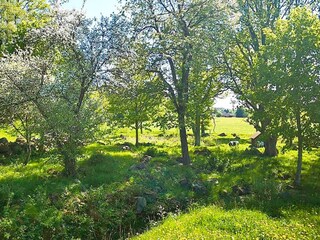 Ferienhaus Högsby Außenaufnahme 7