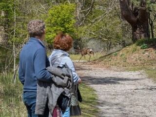 Vakantiehuis Westenschouwen Omgeving 26