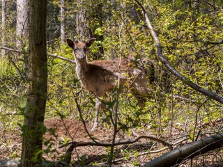 Holiday house Westenschouwen  40