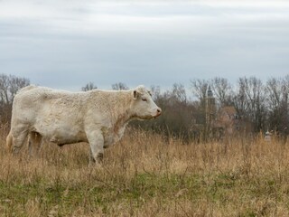 Maison de vacances Westenschouwen Environnement 30