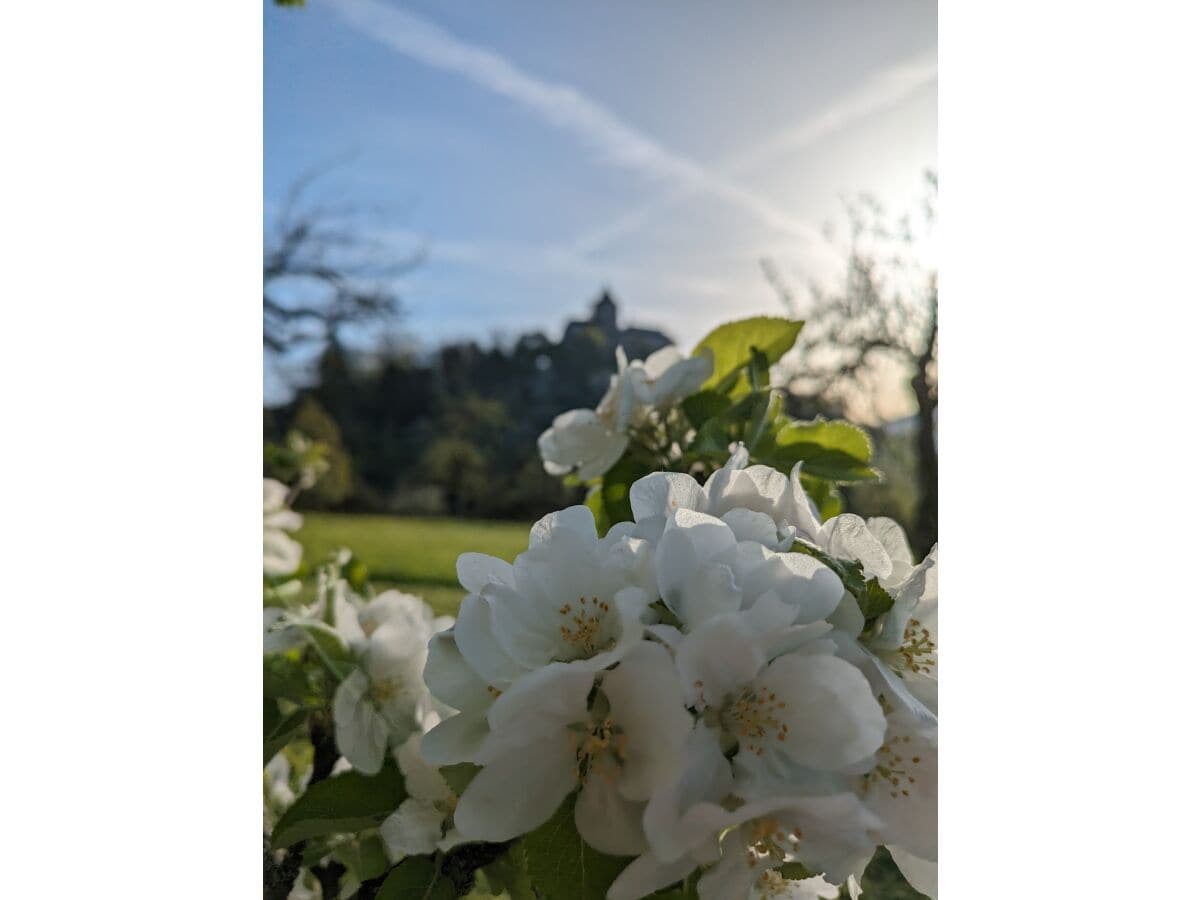 Burg Reichenberg Oppenweiler