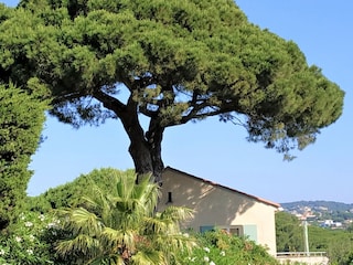 Villa Sainte-Maxime Außenaufnahme 5