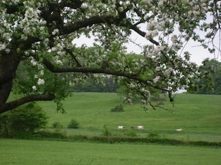 Chalet Geel Umgebung 34
