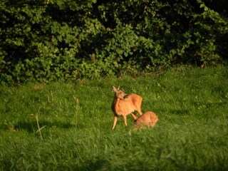 Chalet Geel Environnement 37
