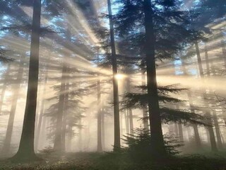 Appartement Hellenthal Environnement 35