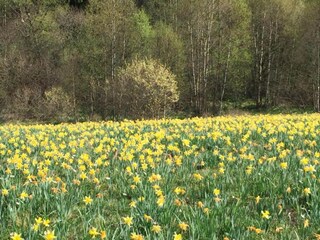 Apartment Hellenthal Umgebung 40