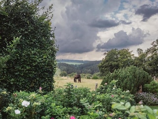 Appartement Hellenthal Environnement 15