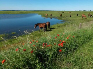Bungalow Kirchdorf auf Poel Environnement 20