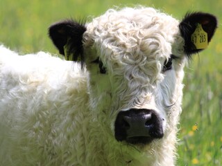 Galloway