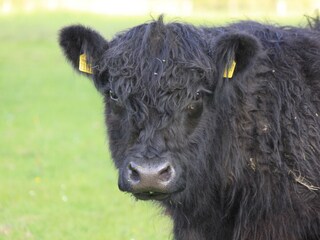 Galloway