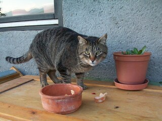 Appartamento per vacanze Piesendorf Ambiente 16