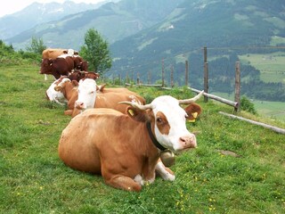 Appartamento per vacanze Piesendorf Ambiente 17