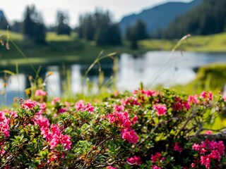 Appartamento per vacanze Schröcken Ambiente 24