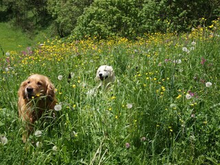 Appartamento per vacanze Schröcken Ambiente 28