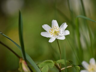 Vakantiehuis Stensjön  12