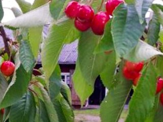 Ferienhaus Lessebo  22