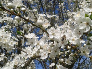 Blütenmeer im April