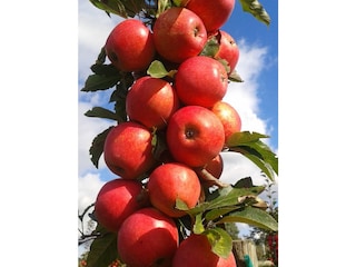 Apfelernte im Obstgarten vom Bodensee