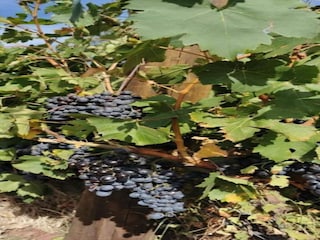 Ferienhaus Vidauban Umgebung 55