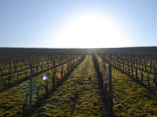 Holiday apartment Osann-Monzel Environment 24