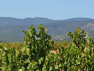 Villa Caunes-Minervois Environment 31