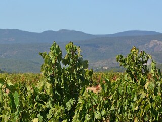Villa Caunes-Minervois Environnement 33