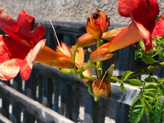 Villa Caunes-Minervois  38