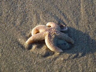 Bungalow Julianadorp Umgebung 35