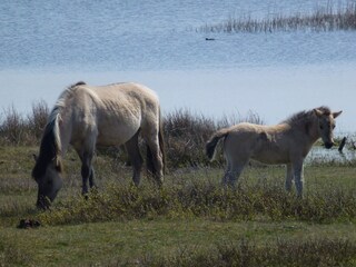 Bungalow Julianadorp Umgebung 39