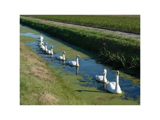 Bungalow Julianadorp Umgebung 40