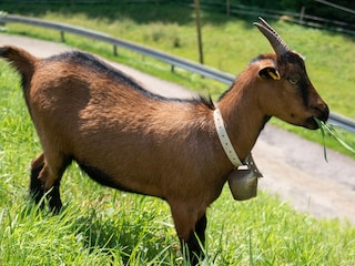 Bauernhof Oppenau Umgebung 9