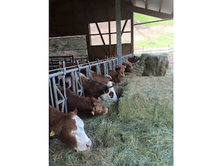 Bauernhof Oppenau Umgebung 10