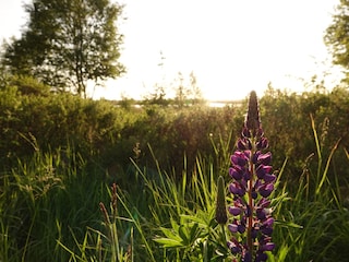 Moorlandschaft