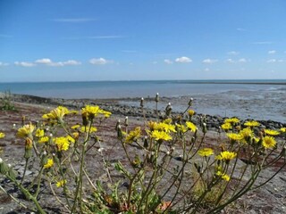 Maison de vacances Wissenkerke Environnement 35