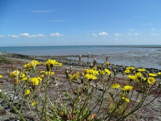Casa per le vacanze Wissenkerke Ambiente 33