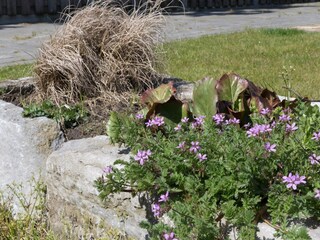 Maison de vacances Baarland Environnement 27