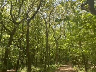 Wald zum Fahrradfahren und Spazieren